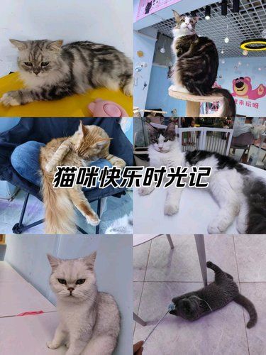 猫咪快乐时光记