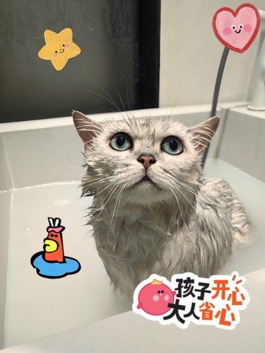 震惊！小猫咪像在自己家一样