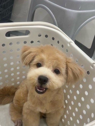 宠物美容小心得