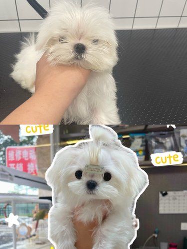 小马篇