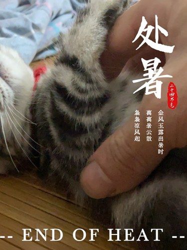 喵咪的心情日记
