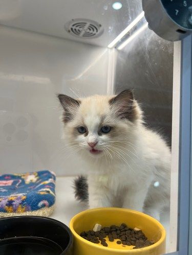 新塘大润发前面的猫舍！