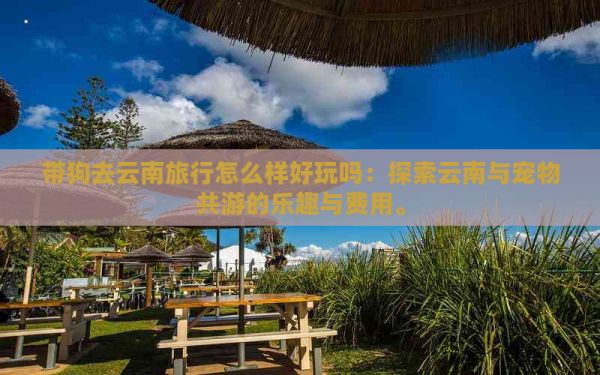 带狗去云南旅行怎么样好玩吗：探索云南与宠物共游的乐趣与费用。