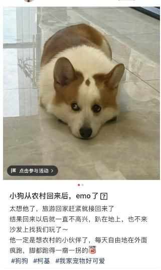 网友称宠物狗从农村回城后萎靡不振,动物医生:活动范围缩减,建议主人多陪伴2