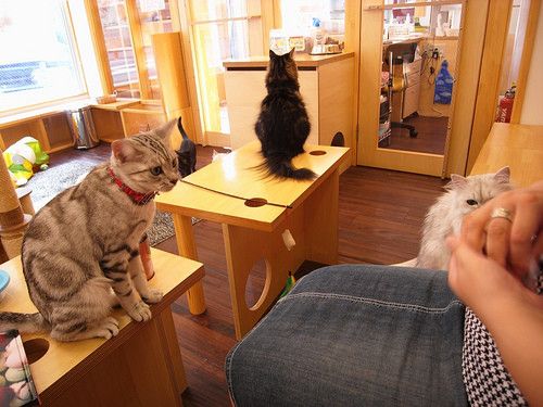 猫咖啡