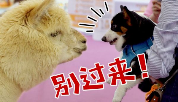 宠物短视频怎么做