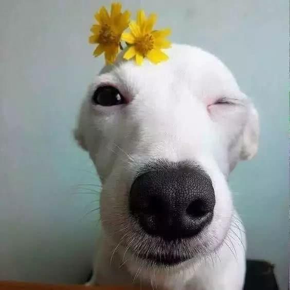 阿嚏！你家的猫猫狗狗也过敏吗？