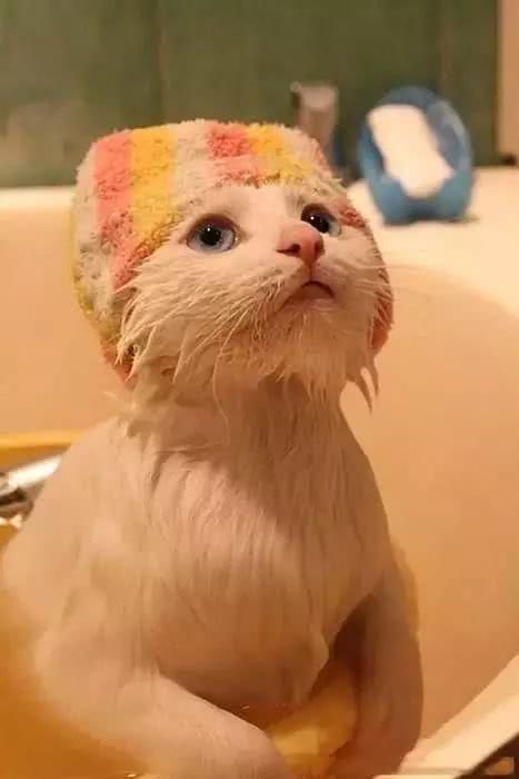 阿嚏！你家的猫猫狗狗也过敏吗？