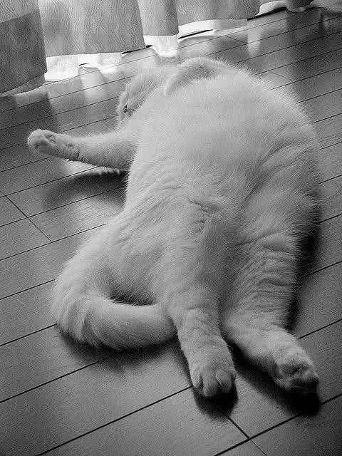 阿嚏！你家的猫猫狗狗也过敏吗？