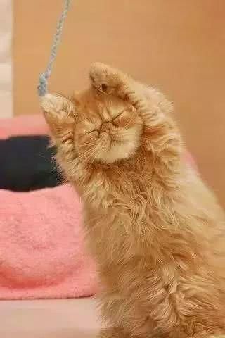 阿嚏！你家的猫猫狗狗也过敏吗？