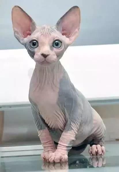 阿嚏！你家的猫猫狗狗也过敏吗？