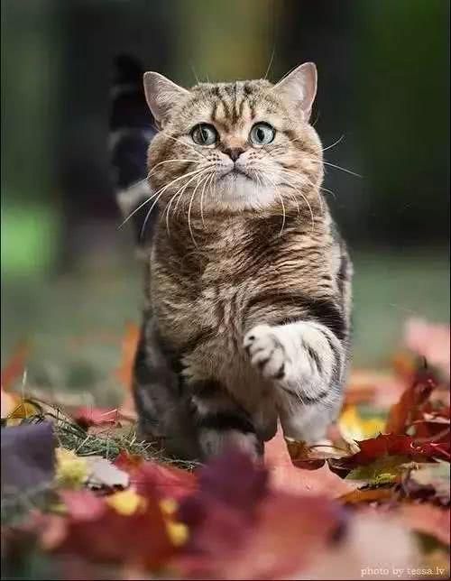 阿嚏！你家的猫猫狗狗也过敏吗？