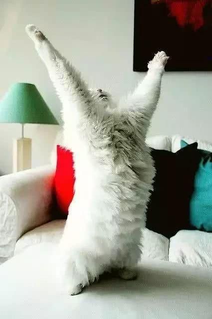 阿嚏！你家的猫猫狗狗也过敏吗？