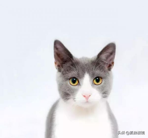 宠物摄影不会拍？8个摄影技巧助你拍出生动照片