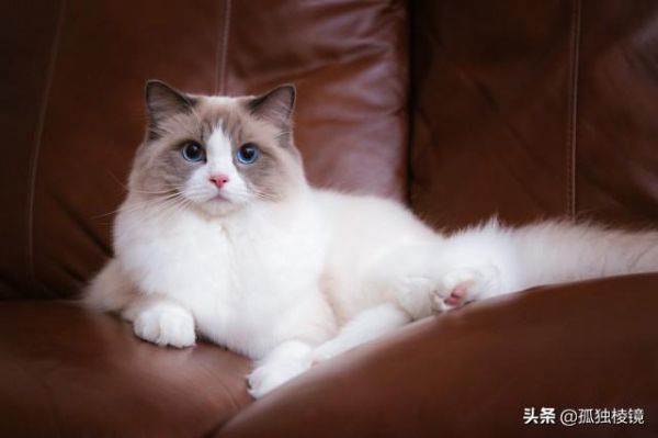 宠物摄影不会拍？8个摄影技巧助你拍出生动照片