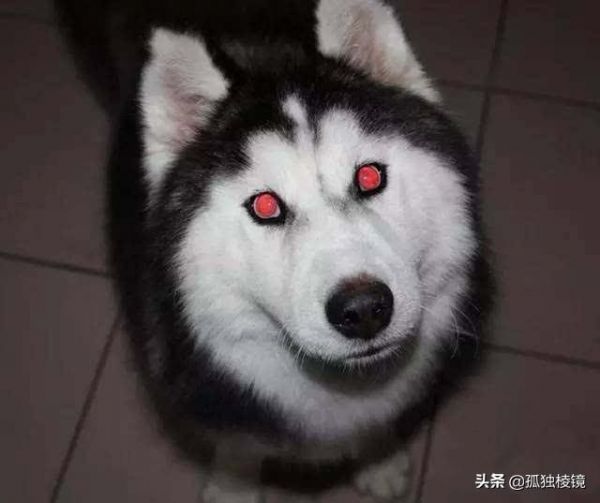 宠物摄影不会拍？8个摄影技巧助你拍出生动照片