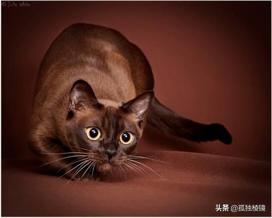 宠物摄影不会拍？8个摄影技巧助你拍出生动照片
