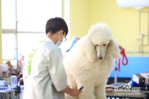 加盟宠物美容店有什么好处