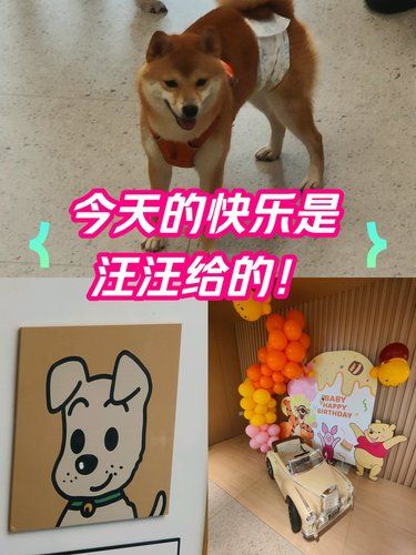 毛孩子可以治愈各种不快乐