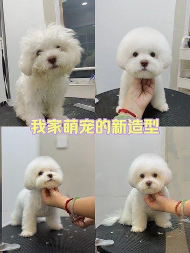 潦草球球变形计