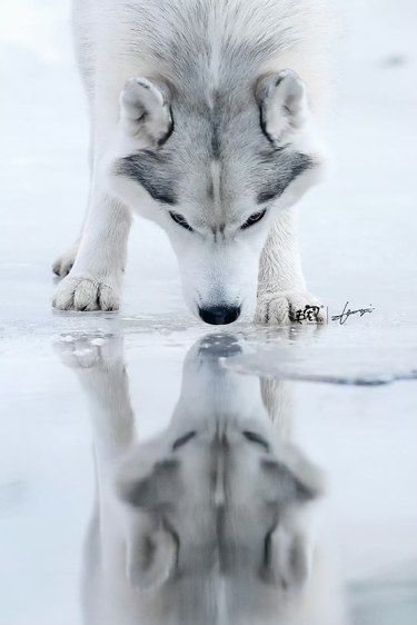 冰雪世界里的狗狗篇