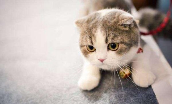 十大最受欢迎的宠物猫，你喜欢哪一个呢？