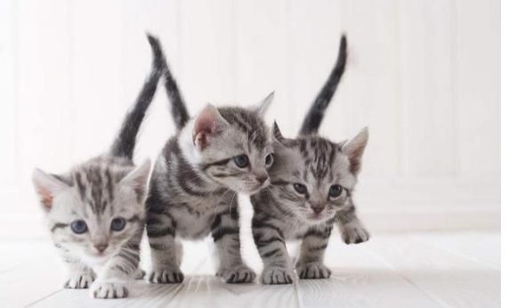 十大最受欢迎的宠物猫，你喜欢哪一个呢？