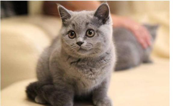 十大最受欢迎的宠物猫，你喜欢哪一个呢？