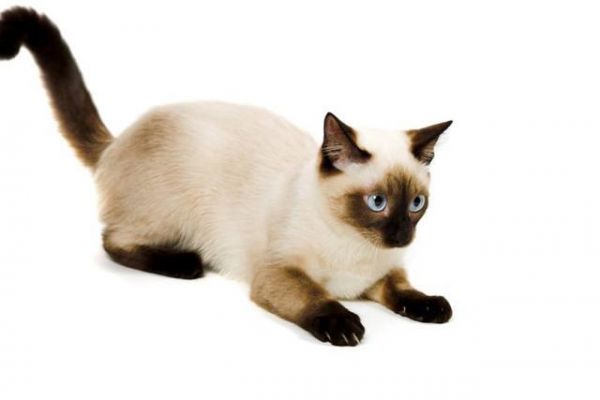 十大最受欢迎的宠物猫，你喜欢哪一个呢？