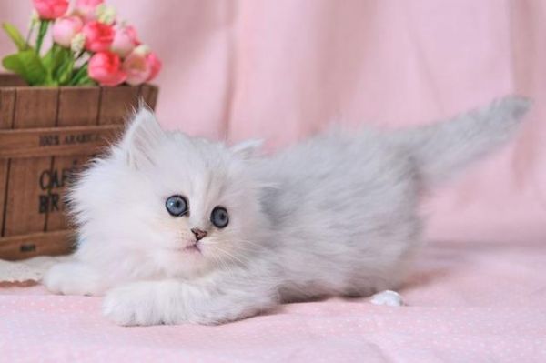 十大最受欢迎的宠物猫，你喜欢哪一个呢？