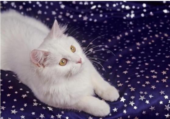 十大最受欢迎的宠物猫，你喜欢哪一个呢？