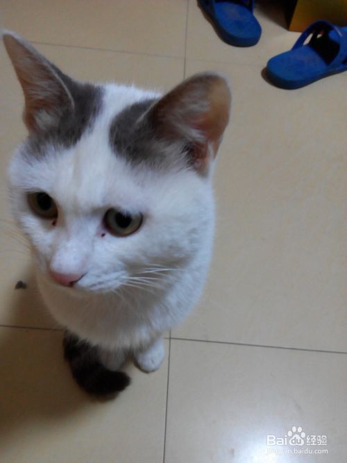 宠物猫饲养常识