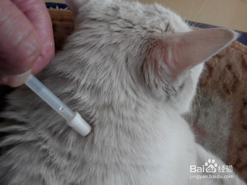 宠物猫饲养常识