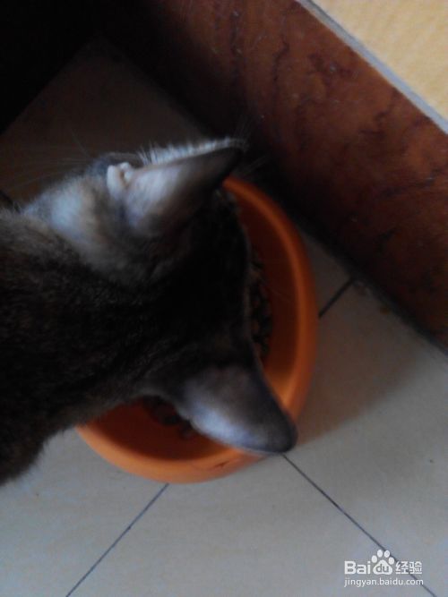 宠物猫饲养常识