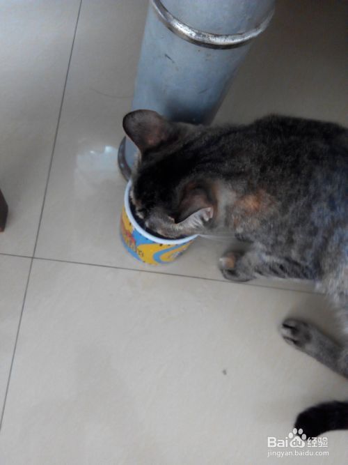 宠物猫饲养常识