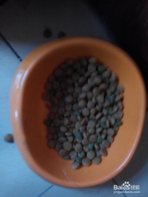 宠物猫饲养常识