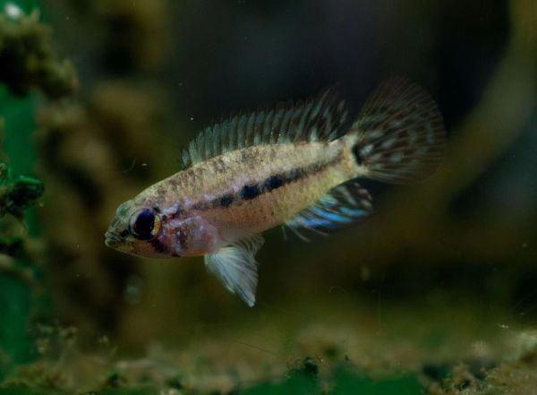 栖鱼宠物：一款未被确认品种的短鲷。Apistograma eleuteria 「国外错误命名」 经查阅文献和资料，发现此款短鲷并非Apisto eleuteria 暂时未获得国内的名称，在著名的帕尔卡辛博「Serra do cachimbo,state of Pará」山脉被发现，该山脉紧邻赤道却属于高原地区，所以该品种可以适应更低的水温！ 此山脉捕捞过著名的巨人I型 II型 以及库鲁阿尹巨人，有更多的品种还未被发现……#活跃的观赏鱼推荐 #南美鱼 #短鲷