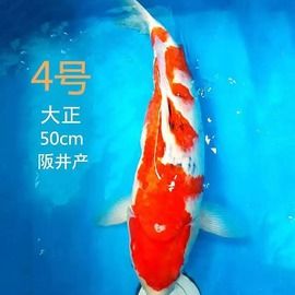 观赏鱼;鱼缸;特种水产