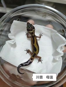 便宜好养颜值高的宠物蜥蜴，豹纹手宫是的，128一条任选 同城