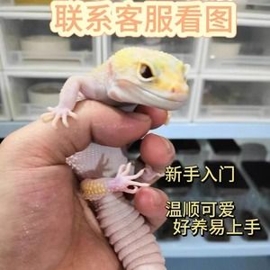 新手蜥蜴 苗子压成 小宠物另类便宜宠物爬宠蜥蜴守宫易上手