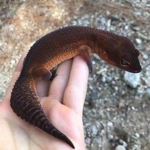 豹纹守宫2024头苗蜥蜴便宜活体异宠新手入门宠物温顺学生网红宠物