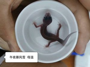 便宜好养颜值高的宠物蜥蜴，豹纹手宫是的，128一条任选 同城