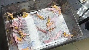 便宜好养颜值高的宠物蜥蜴，豹纹手宫