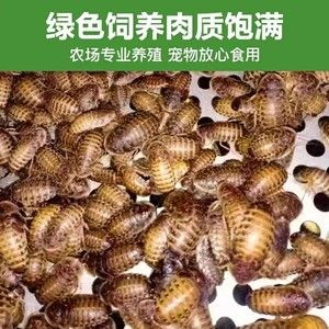 杜比亚虫蟑螂宠物饲料蜥蜴守宫变色龙高蛋白蜘蛛鱼饲料便宜