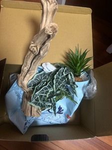 宠物 守宫 蛇 乌龟 蜥蜴等装饰品 树木装饰 便宜全部拿走