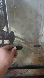 玻璃宠物箱子。自己以前养蜥蜴用的。不养了。便宜处理。