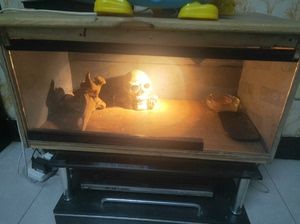 宠物饲养箱，没人管养的蜥蜴也挂了，箱子便宜处理了，一百块钱带