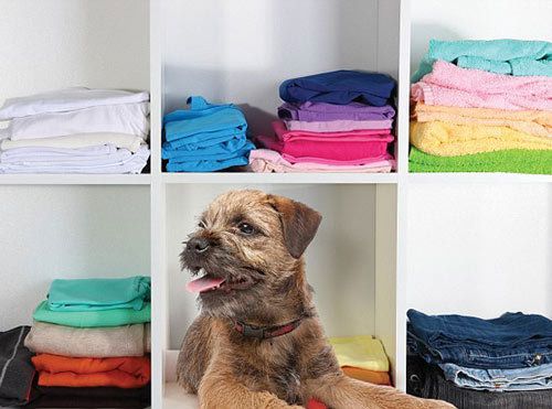 　　What does your pet reveal about YOU?