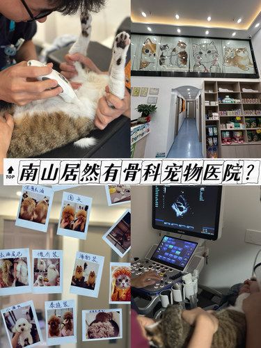 我大南山居然新开了骨科的宠物医院？？