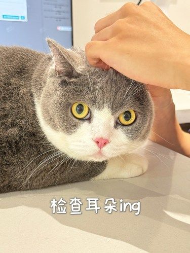 家有猫狗请注意！这家新店开业有好多羊毛！
